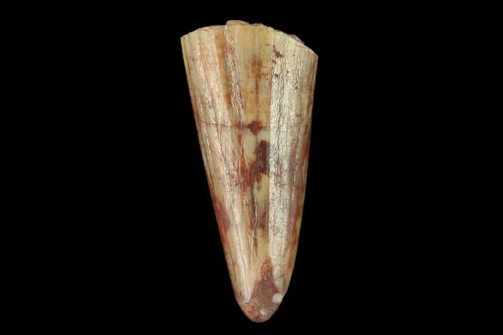 Fossil Phytosaur (Machaeroprosopus) Tooth - New Mexico #133279